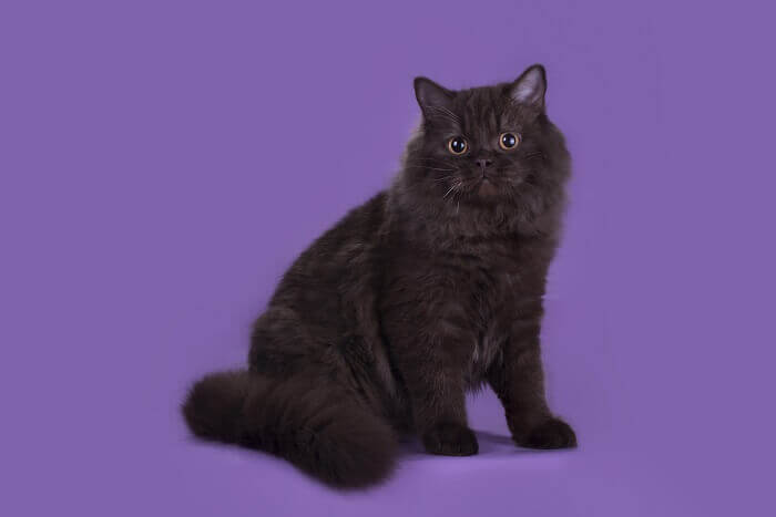 Black British Longhair cat