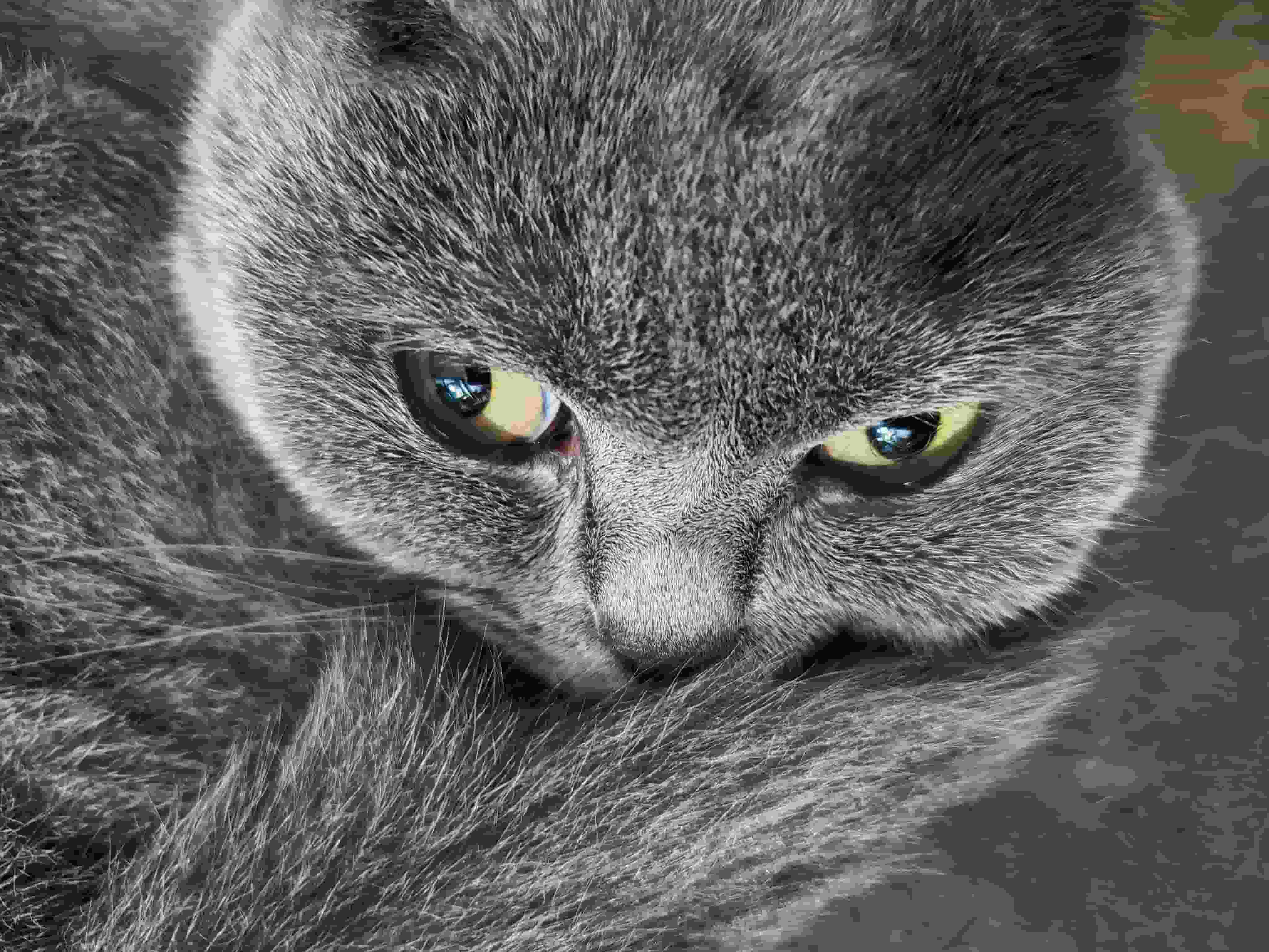 A long fur cat with a butterfly on its nose