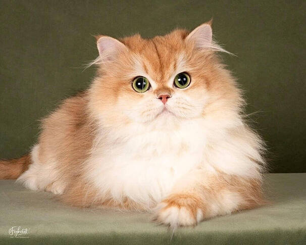 A fluffy golden British Longhair cat resting on a soft cushion