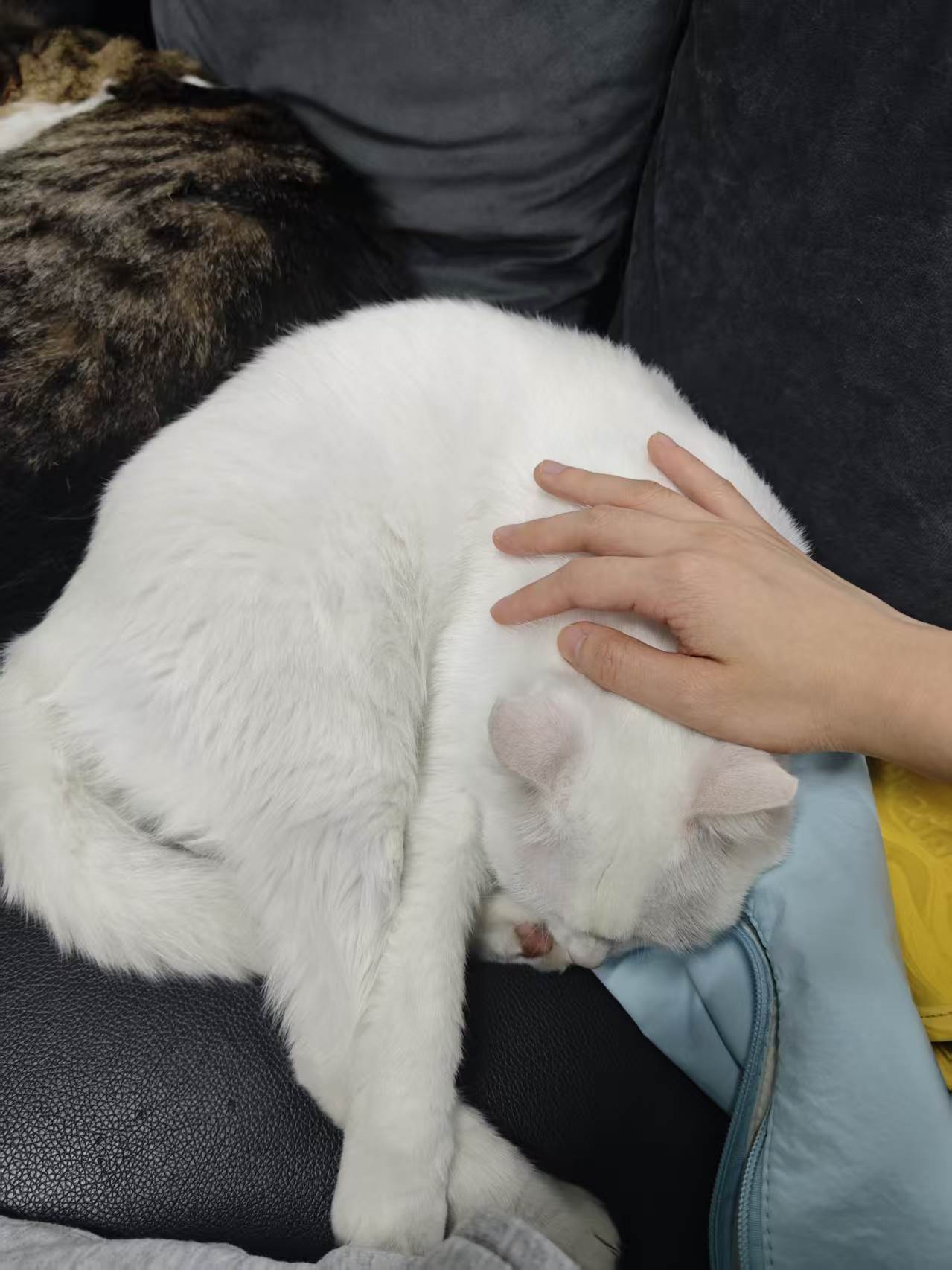 A white cat with different colored eyes