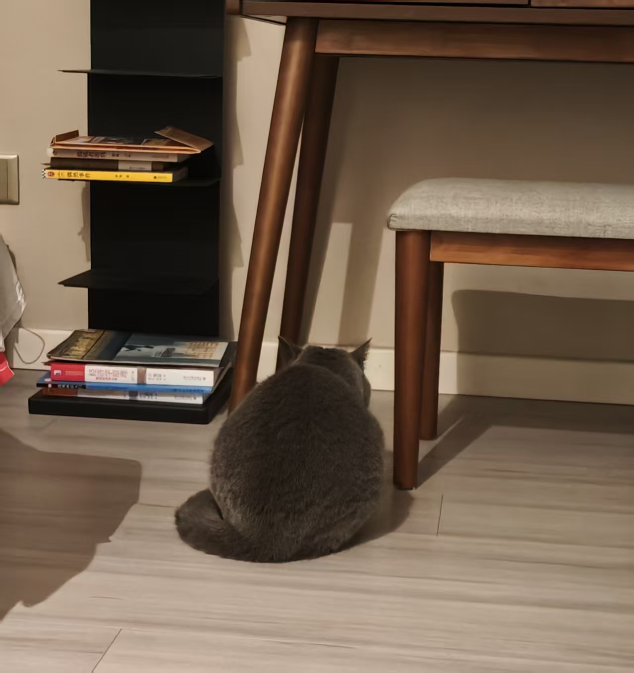 A british shorthair blue cat under the table