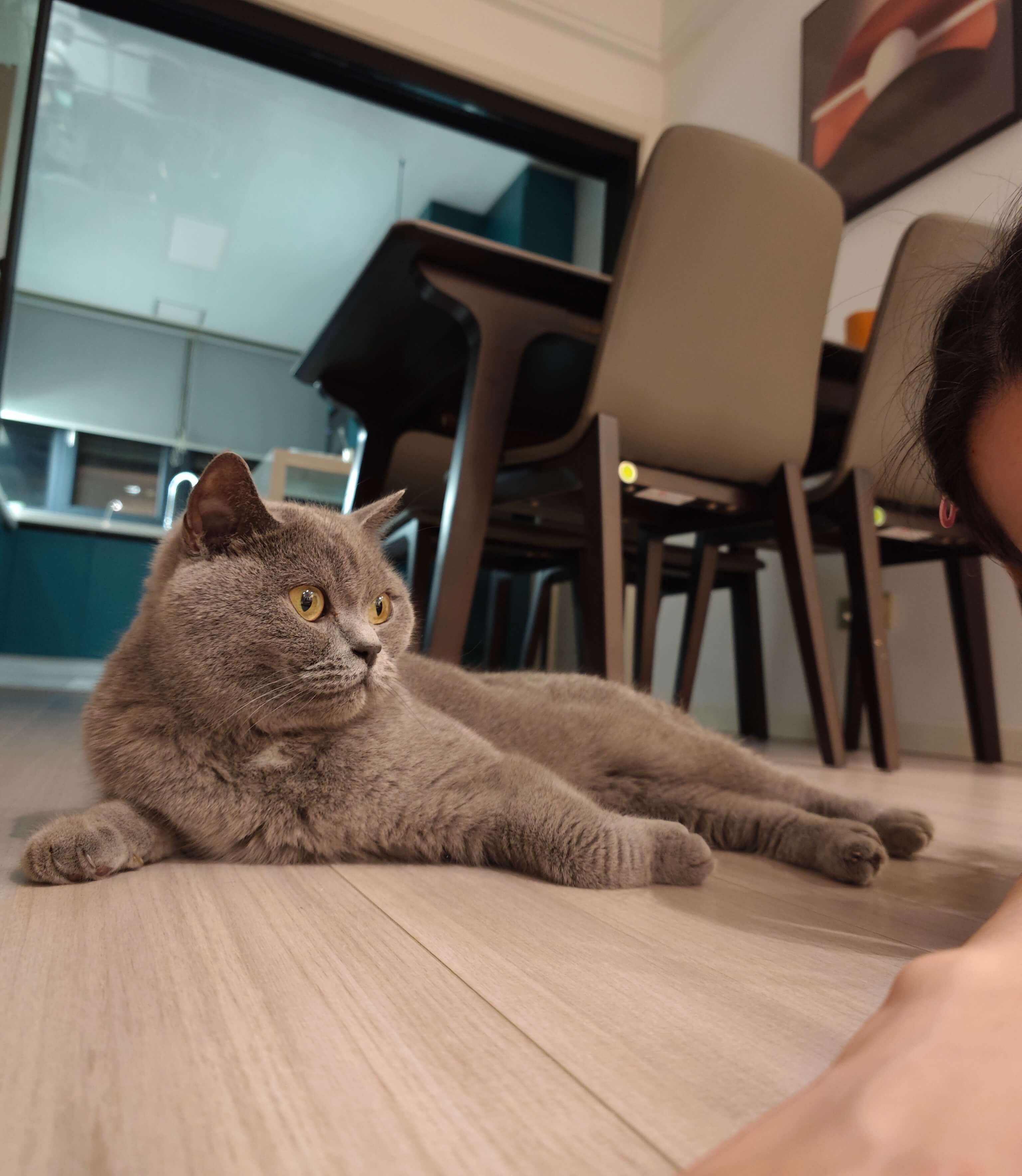 Camilla and her british shorthair blue cat on the floor taking a selfie