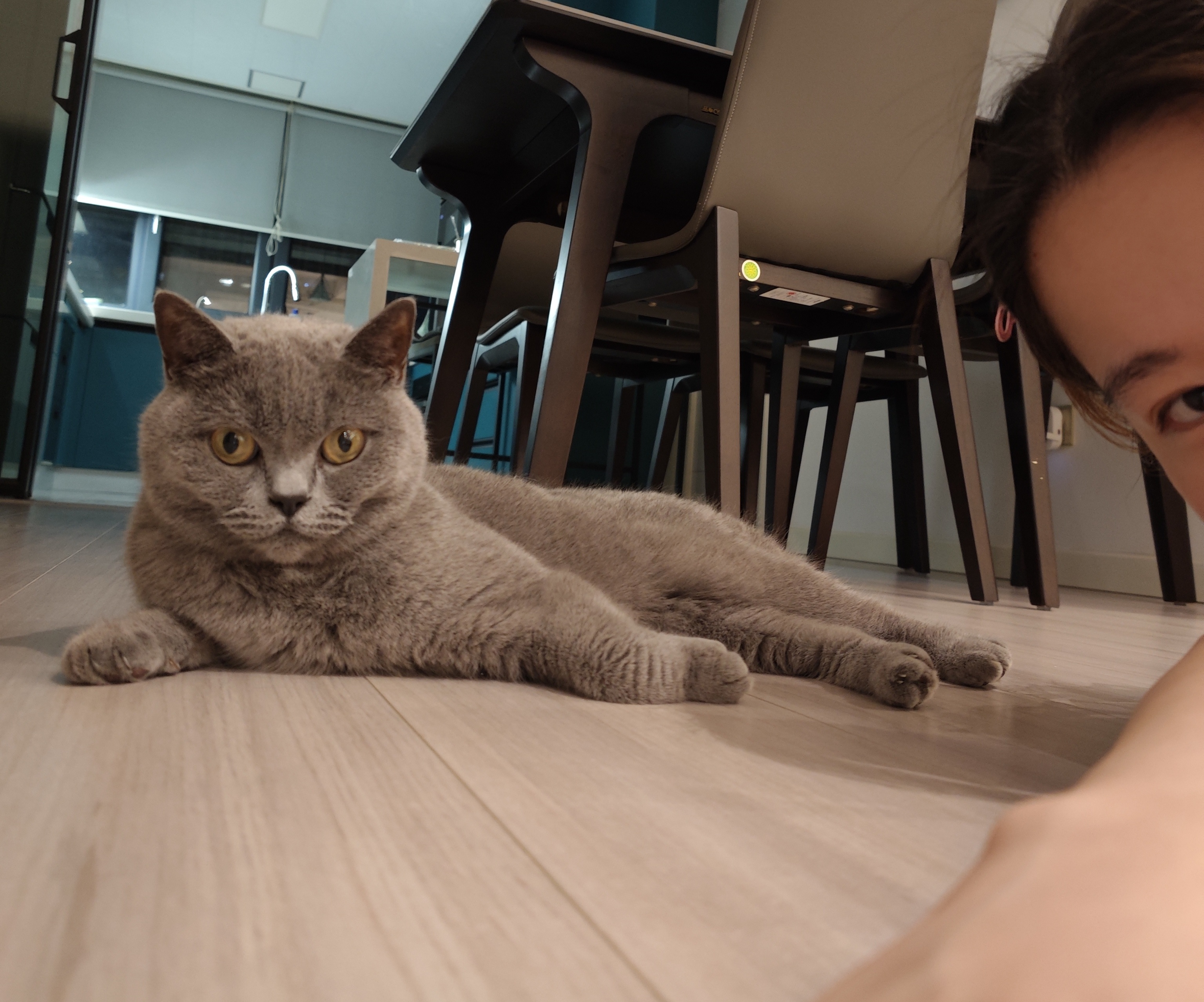 Anna, our 7-year-old British Blue Shorthair, resting on the apartment floor at home