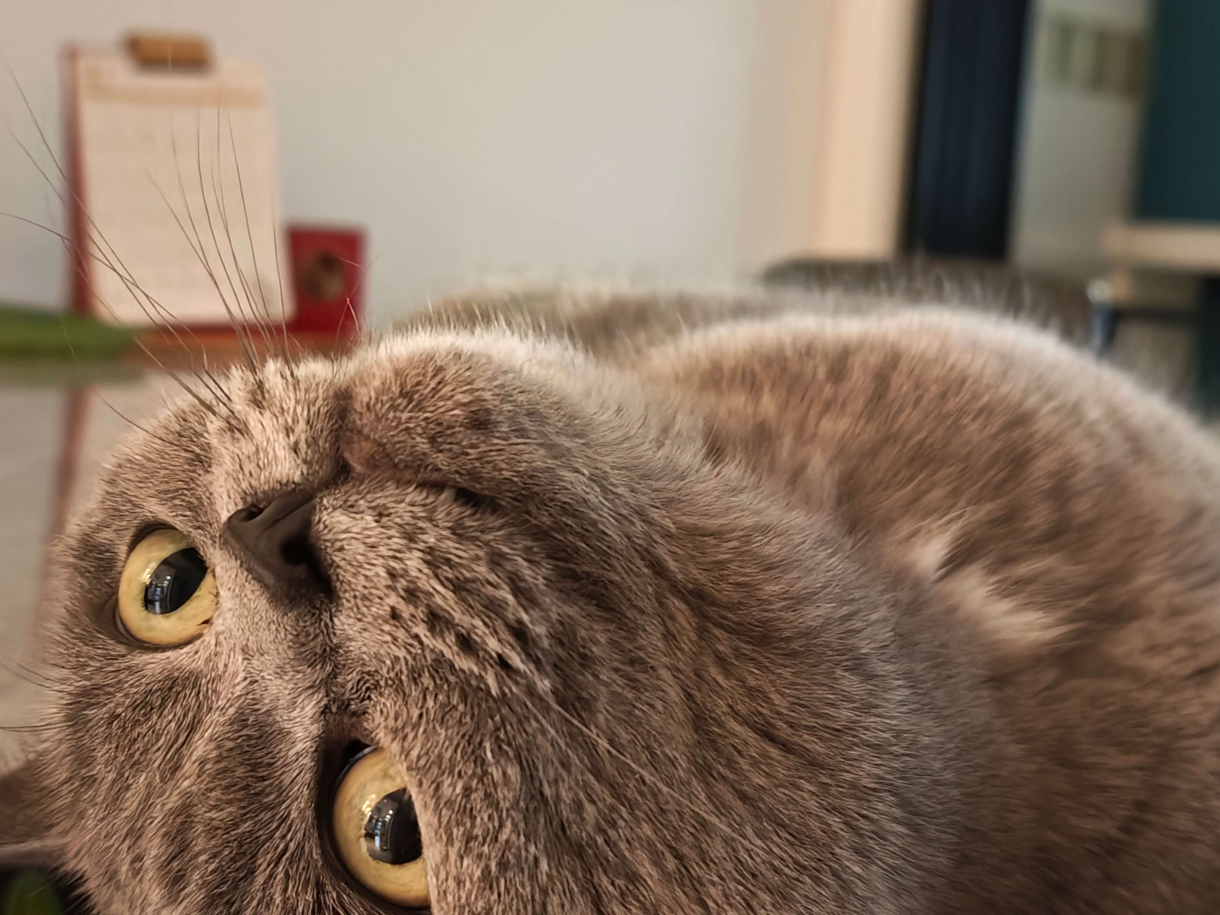 A close up of a british shorthair blue cat lying ong the table