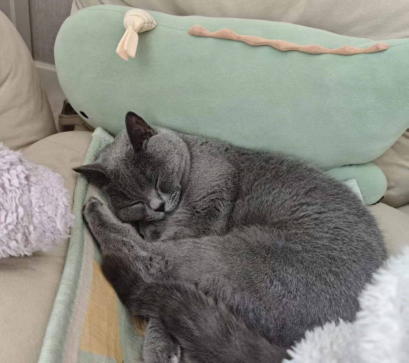 British shorthair blue cat sleeping in an armchair