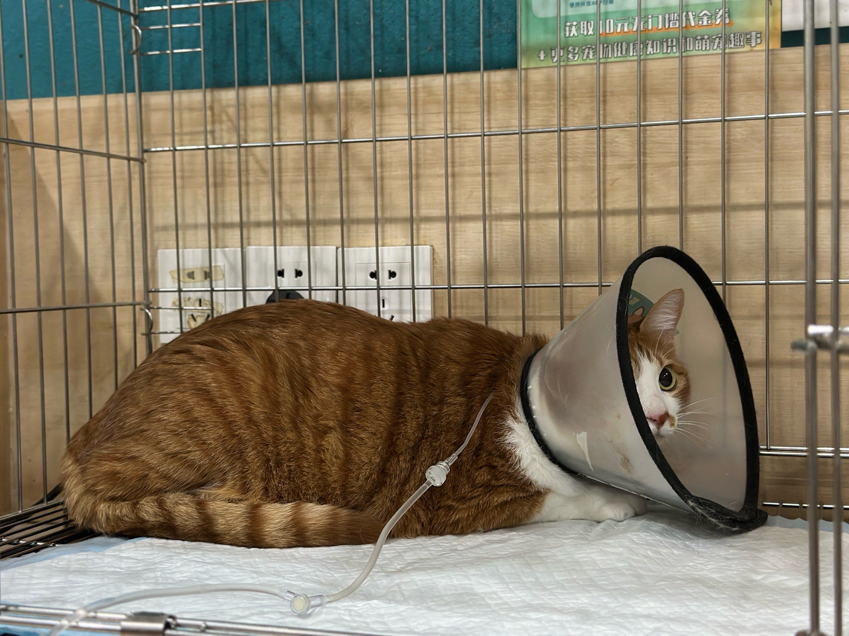 A rescued orange cat