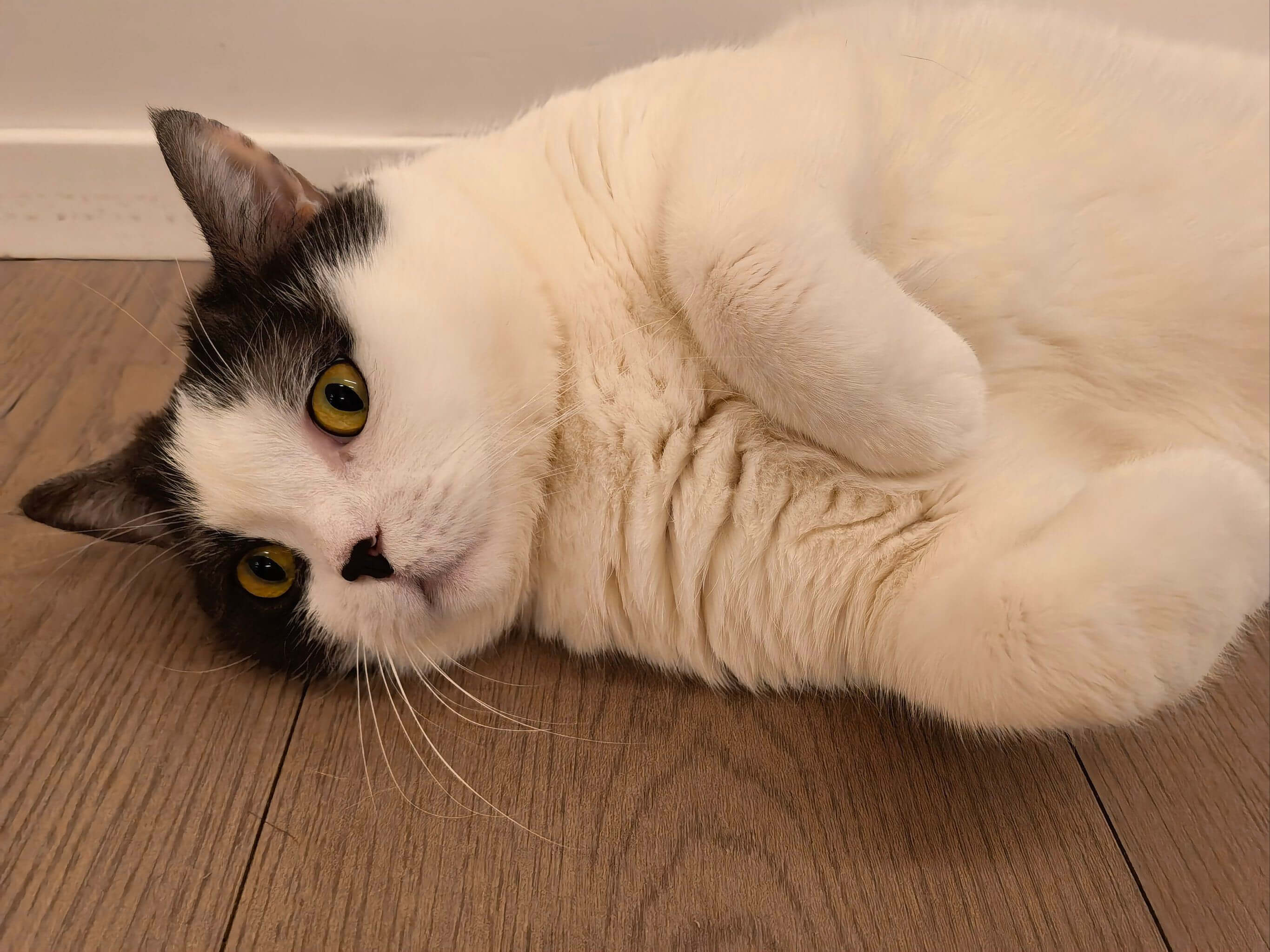 Cat lying comfortably on the floor
