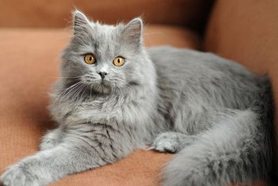 British Blue Longhair cat