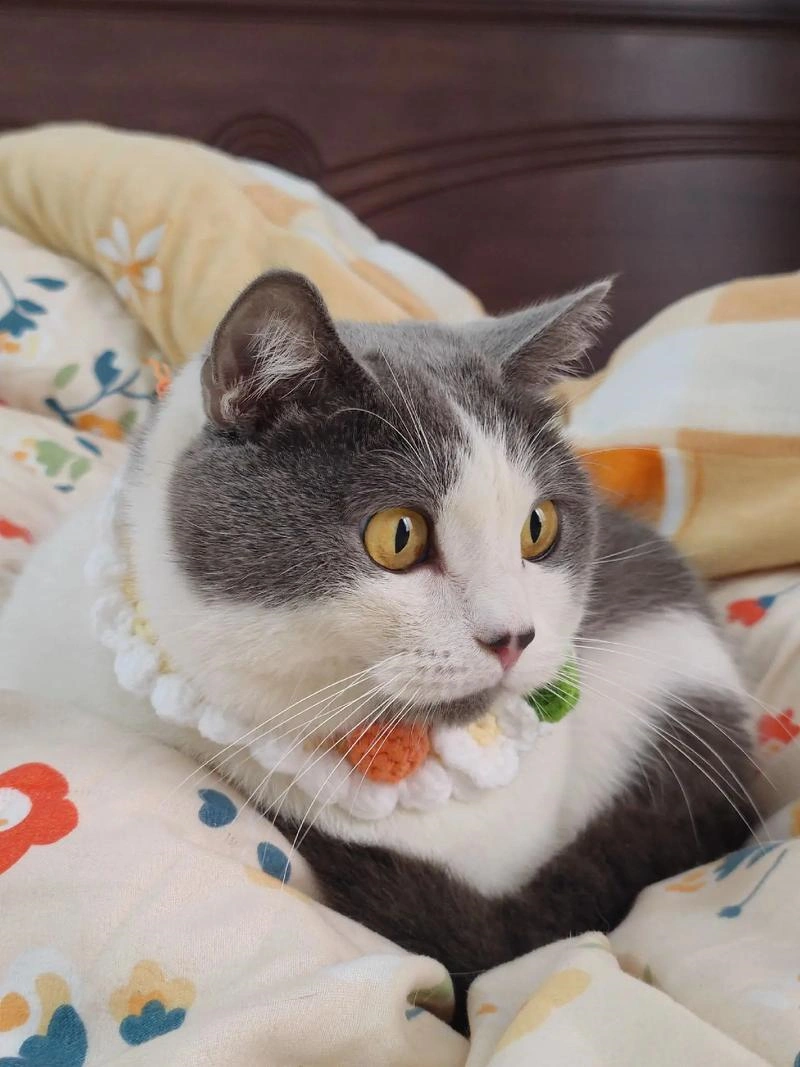A blue white British Shorthair cat resting in the bed
