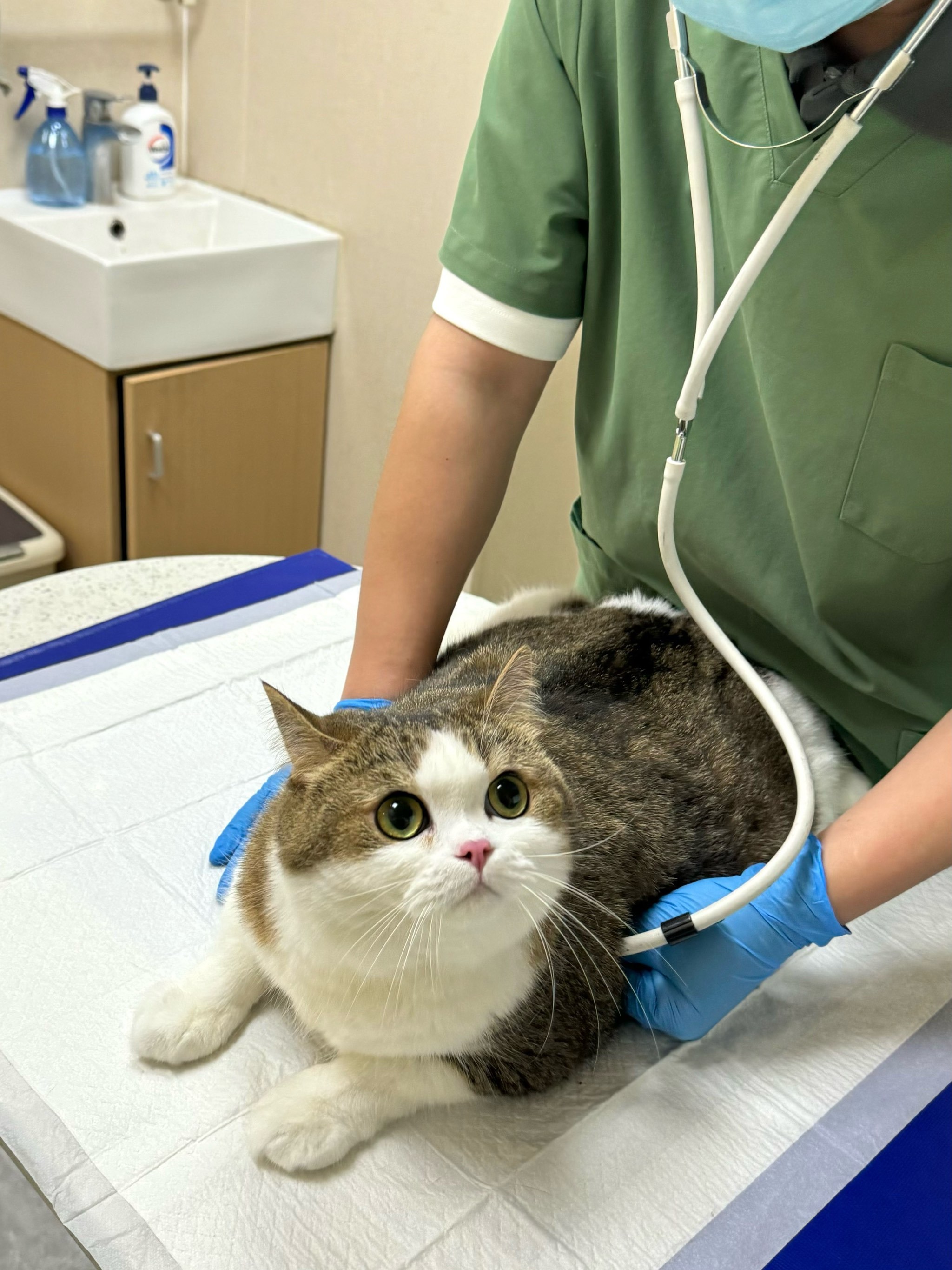 A chubby cat undergoing a veterinary checkup with a doctor using a stethoscope