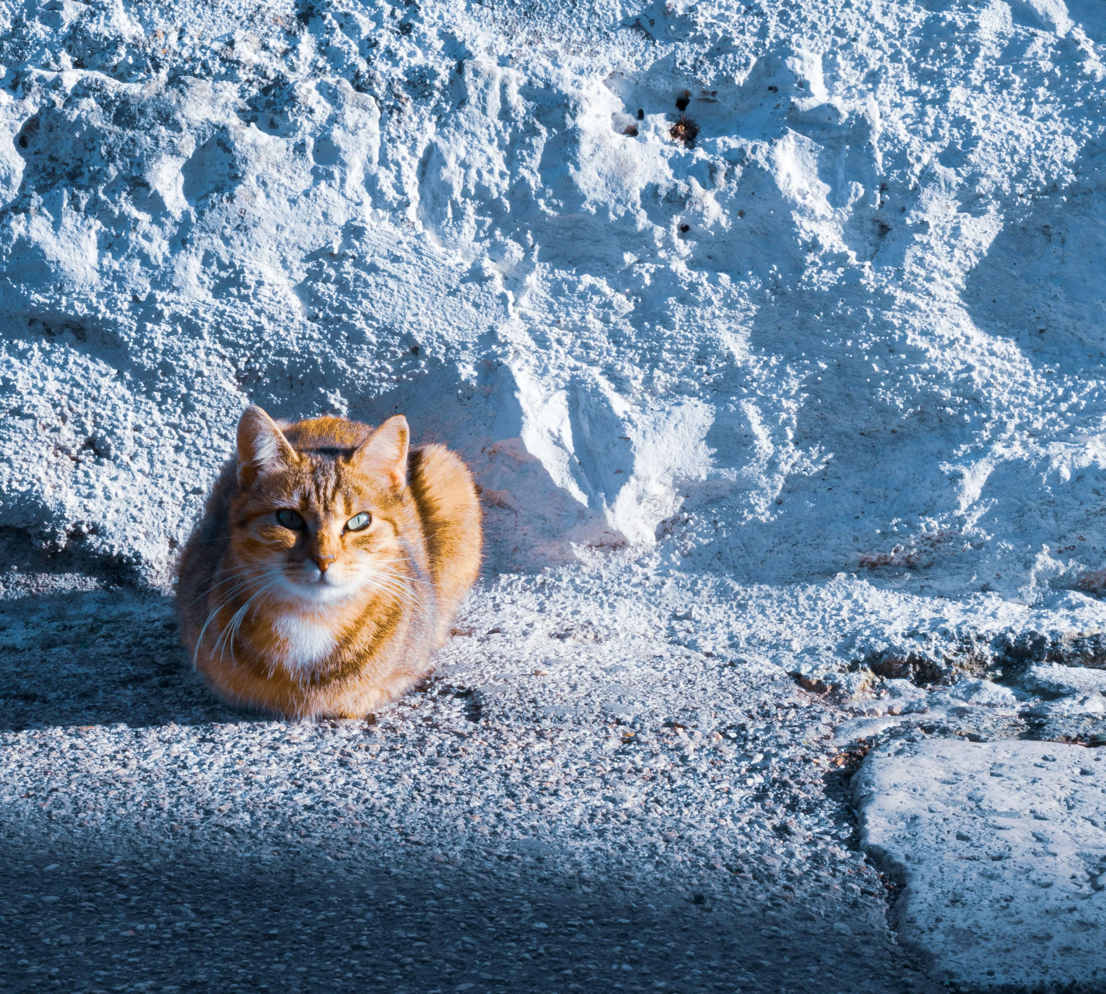 A cat sitting in the snow