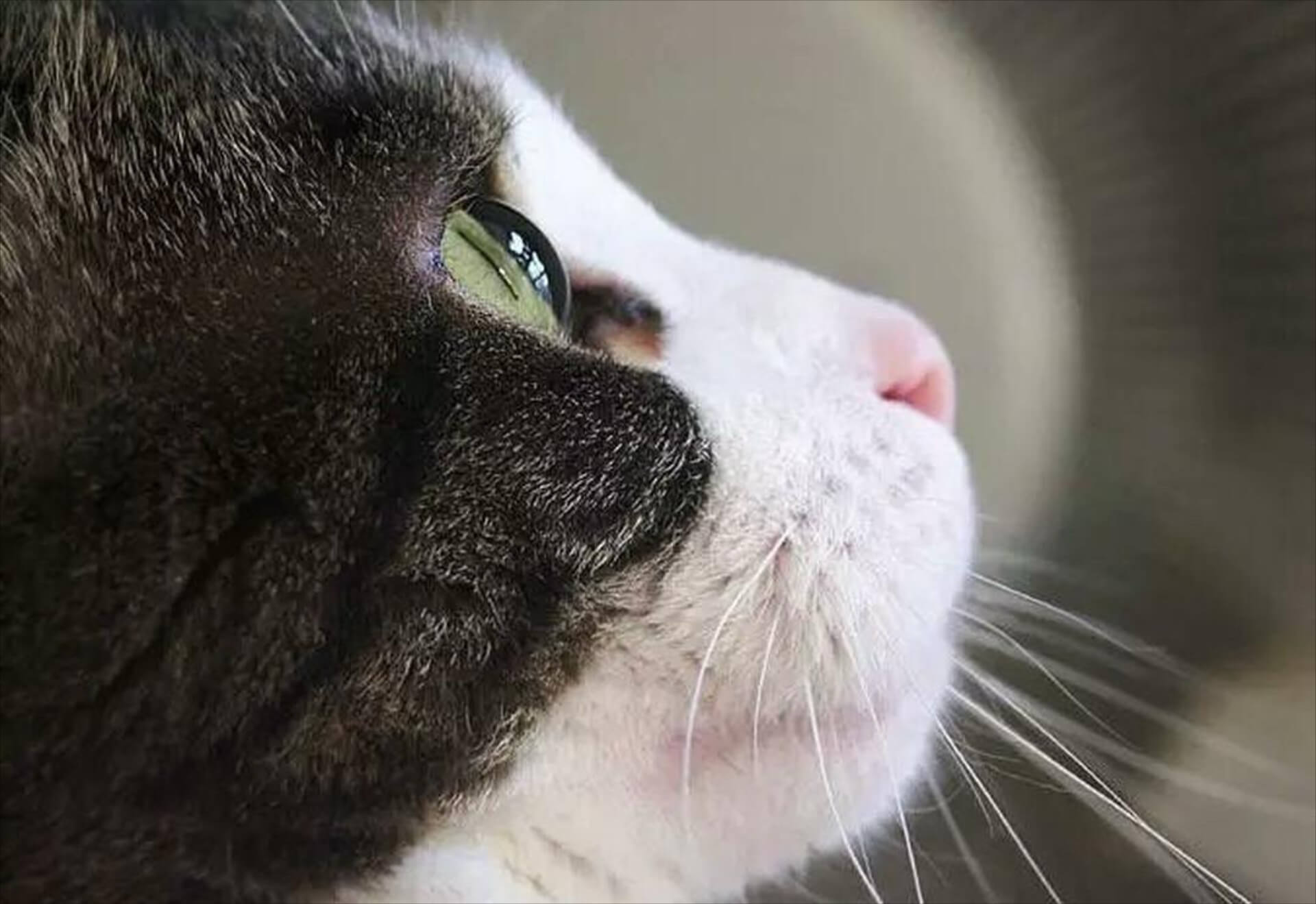 A Cat watching views from window