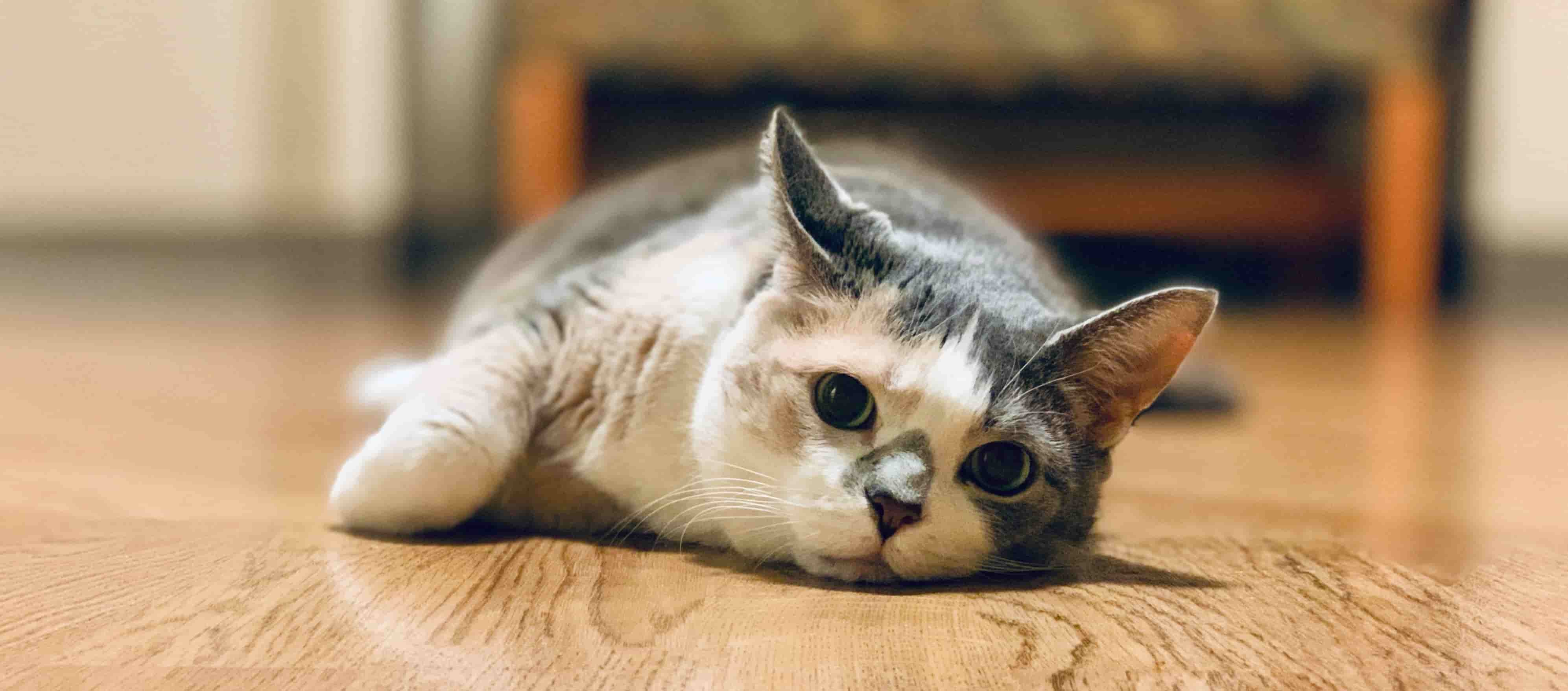Indoor cat resting in a small apartment after minor vomiting episode, showing common feline digestive behavior