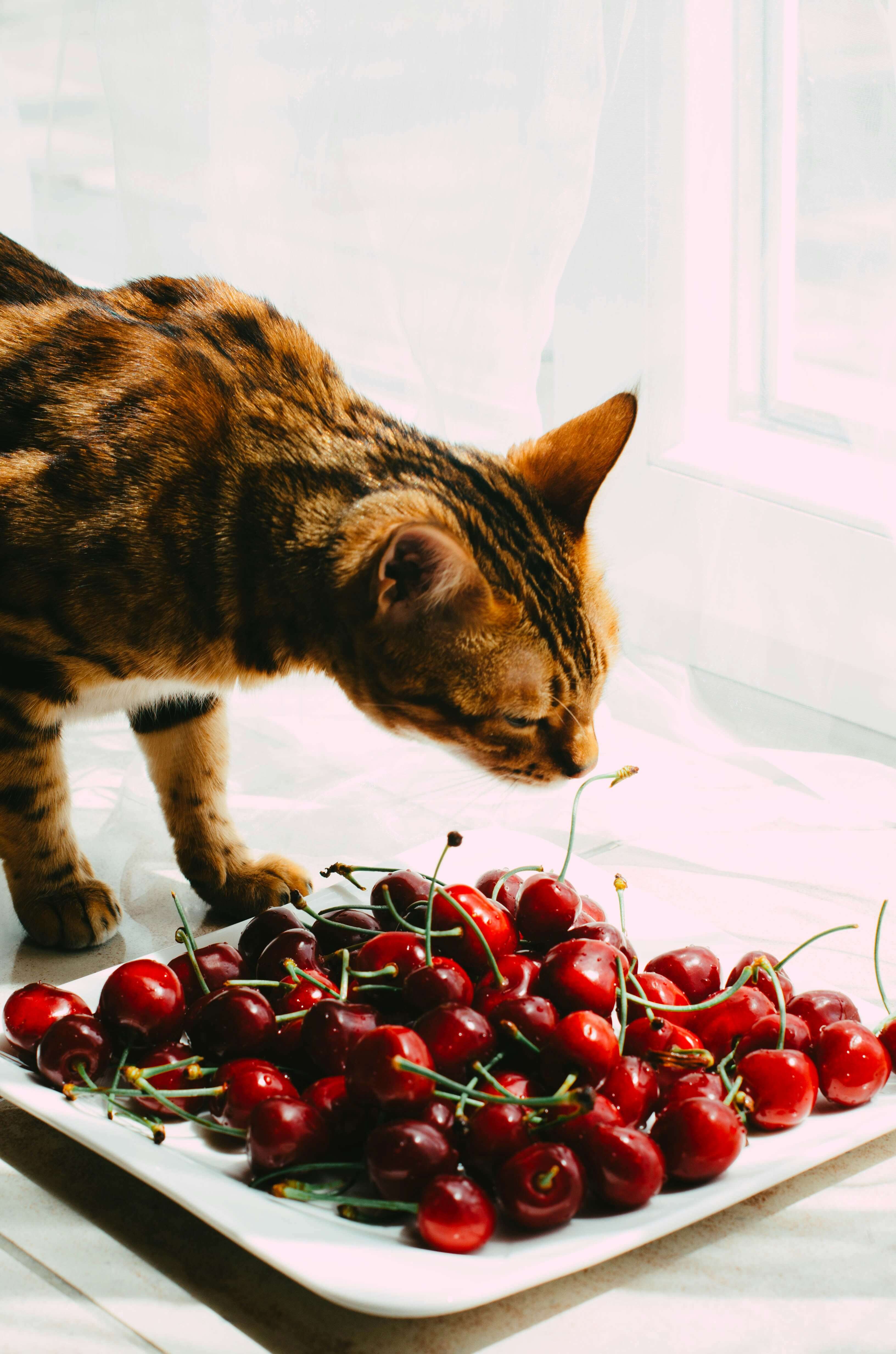 An orange cat sniffing cherries