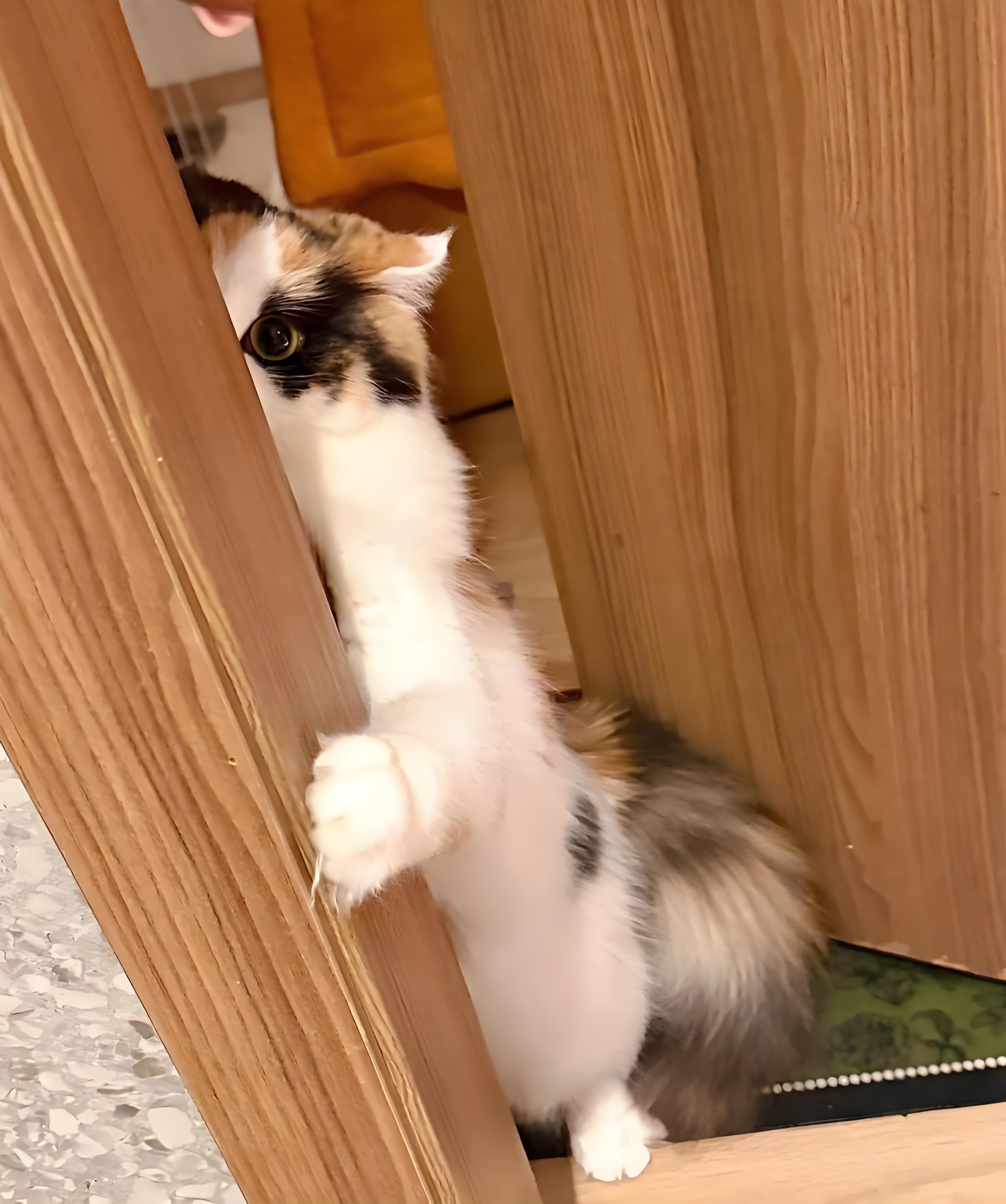 Cat hiding behind the door