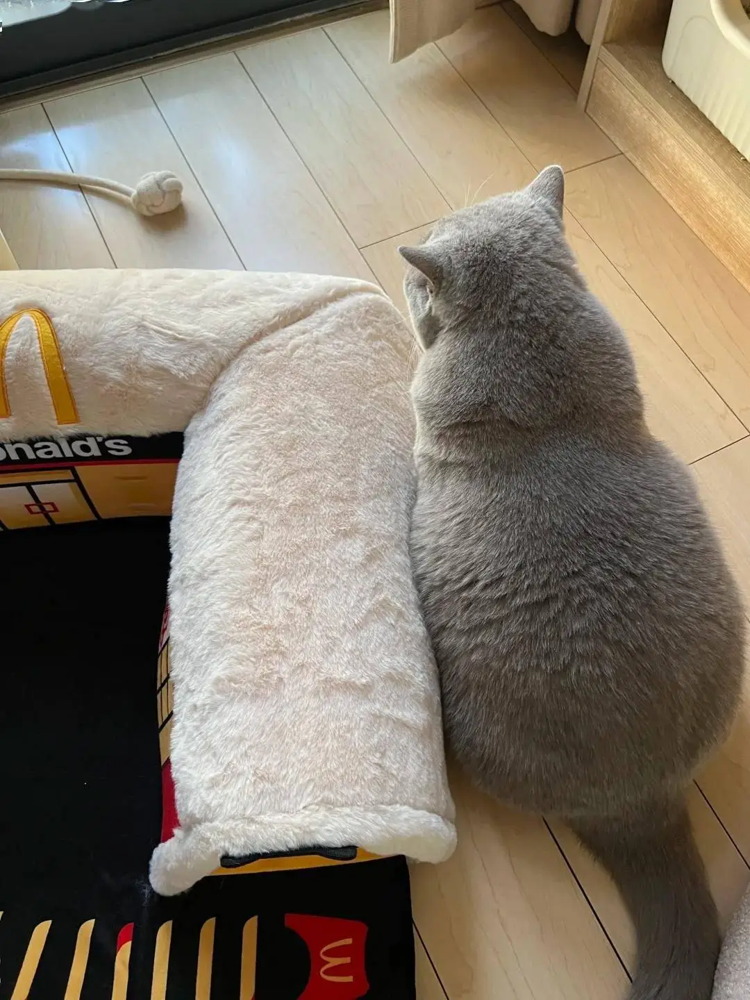 A chonky british shorthair blue cat's back