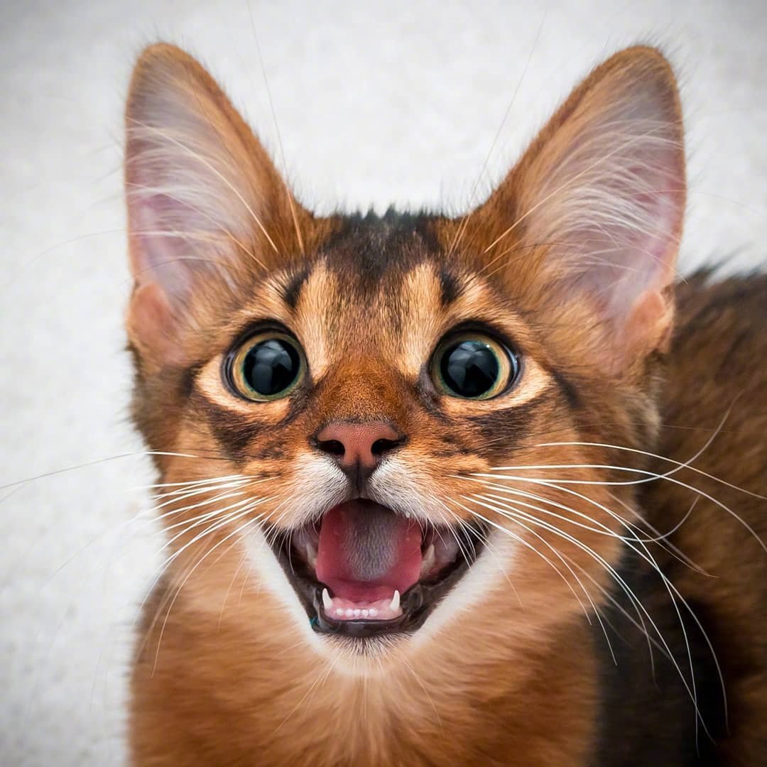 An excited abyssinian cat showing teeth