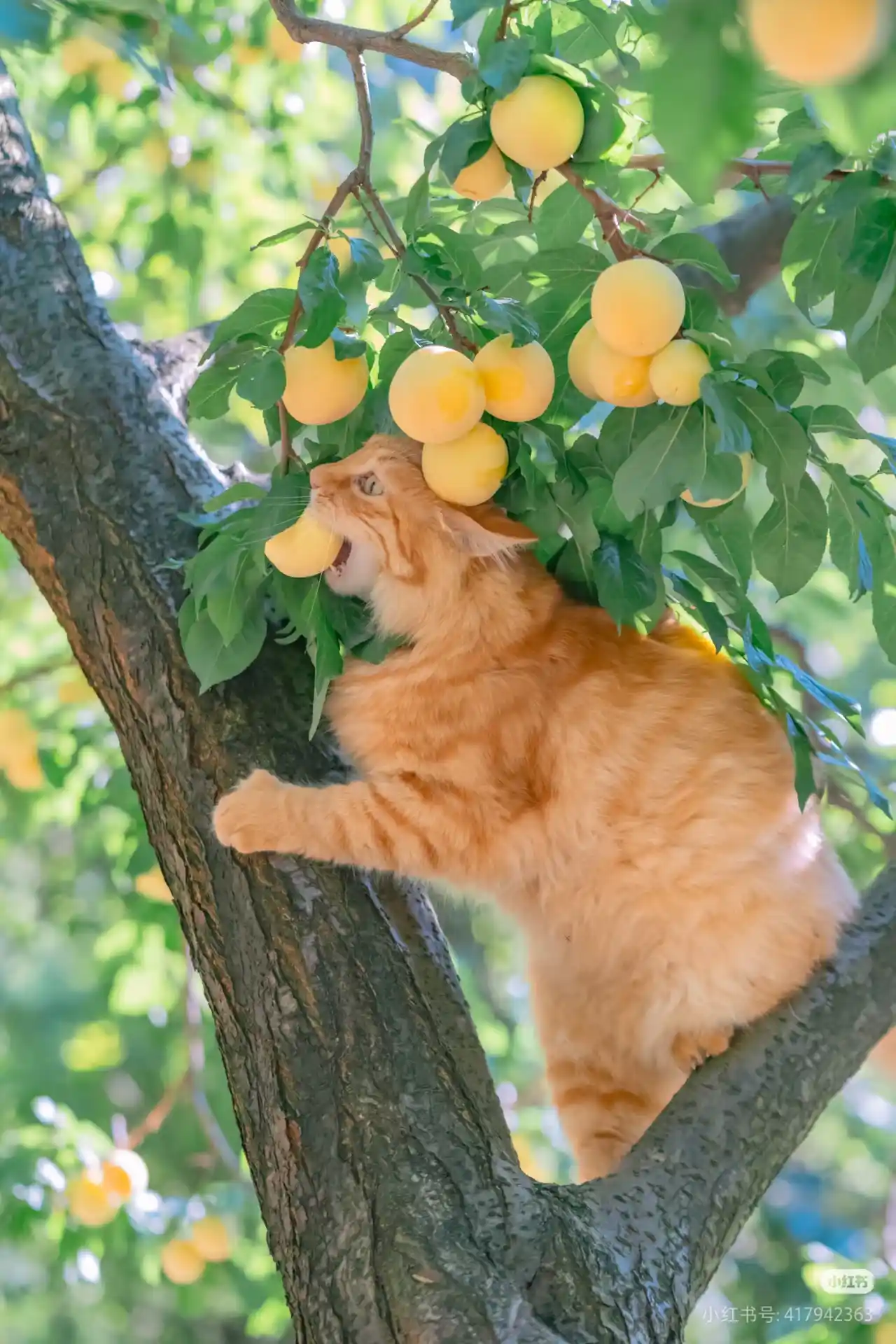 Fluffy orange cat eating a piece of plum at home