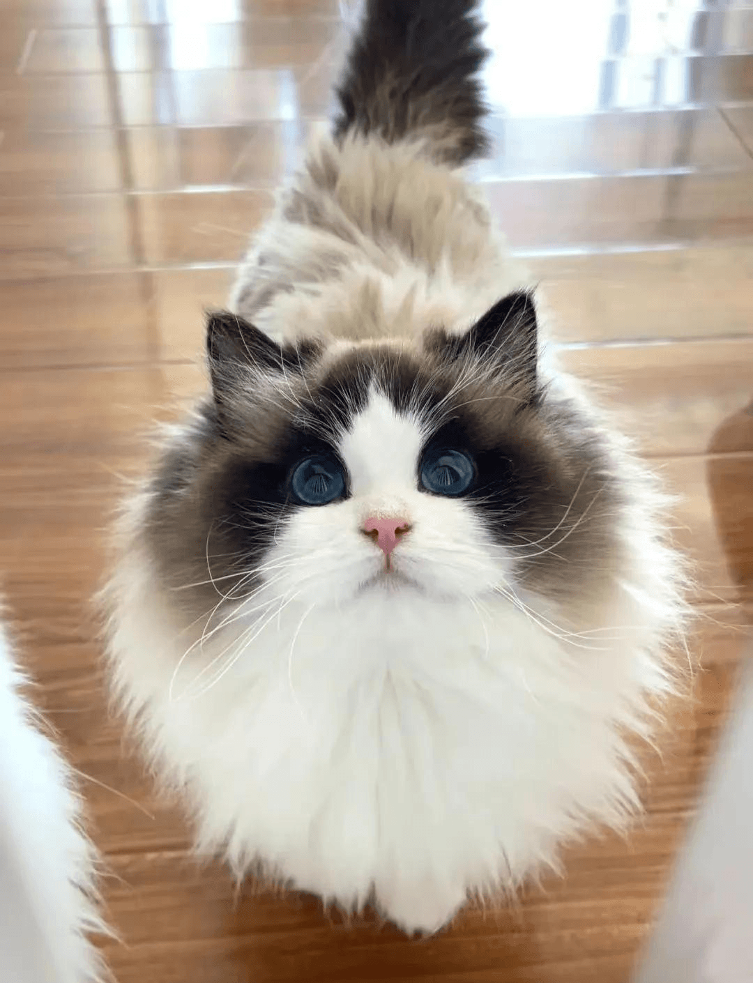 A Ragdoll cat with blue eyes looking up
