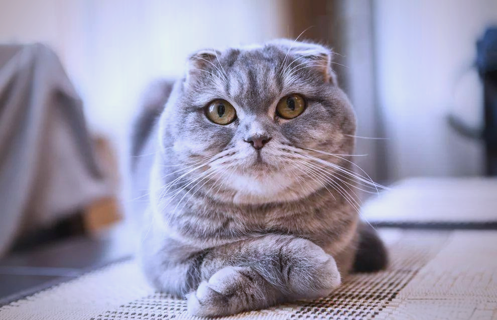 A gray Scottish Fold cat with folded ears