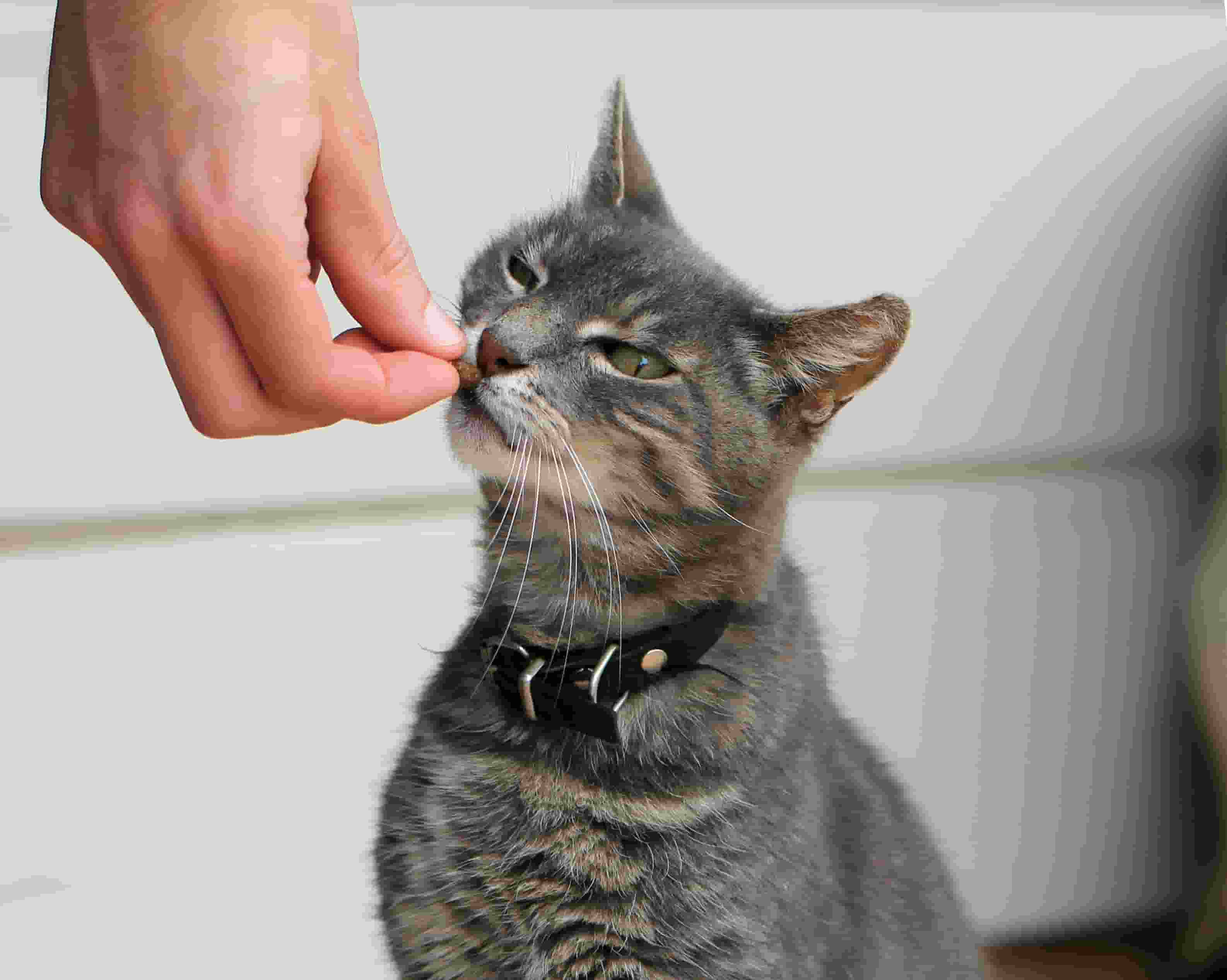 Indoor cat sniffing food inside a small apartment living room