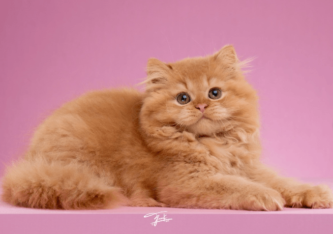 Orange ginger British Longhair cat