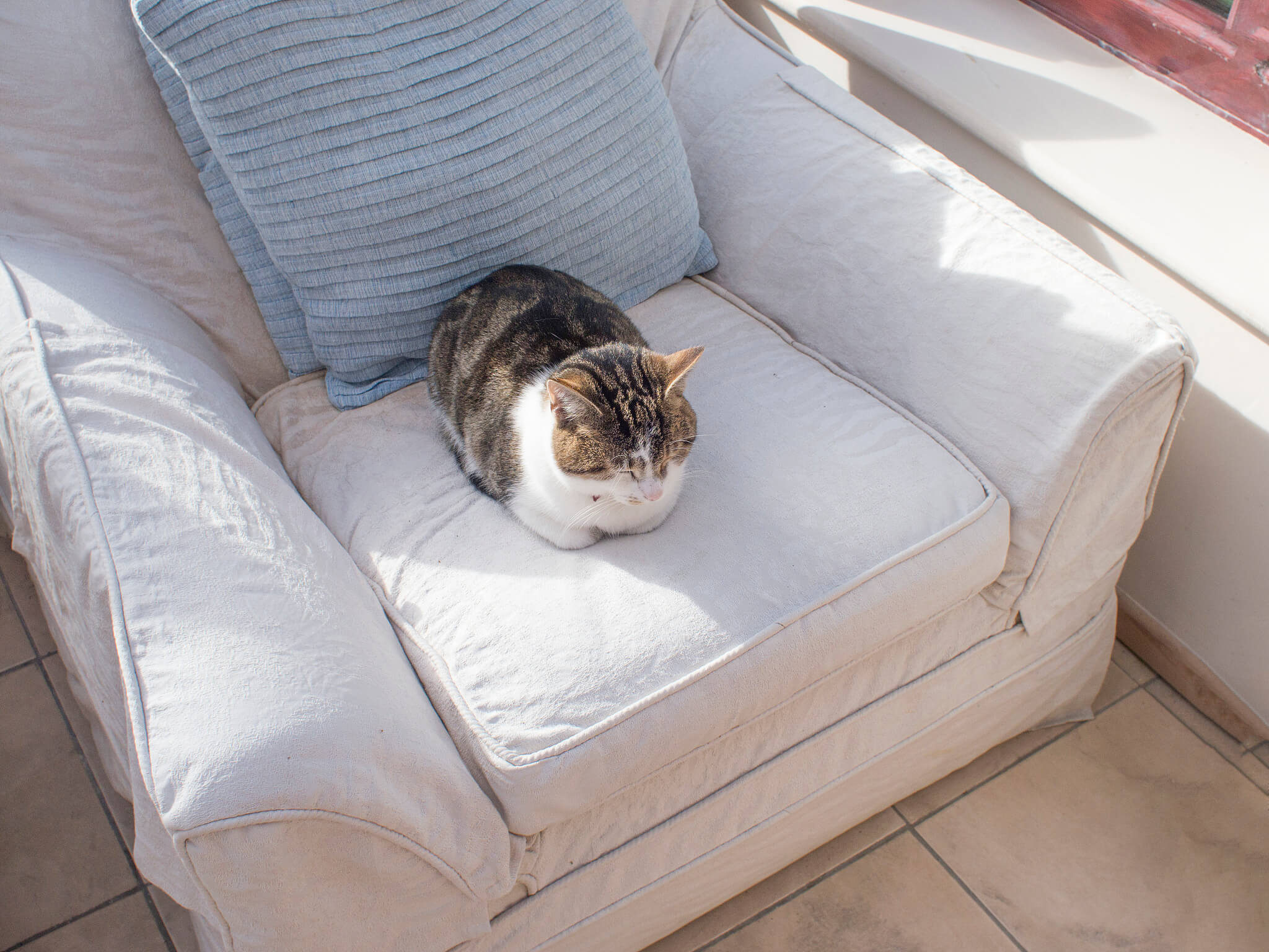 A tabby white cat loafing in an armchair