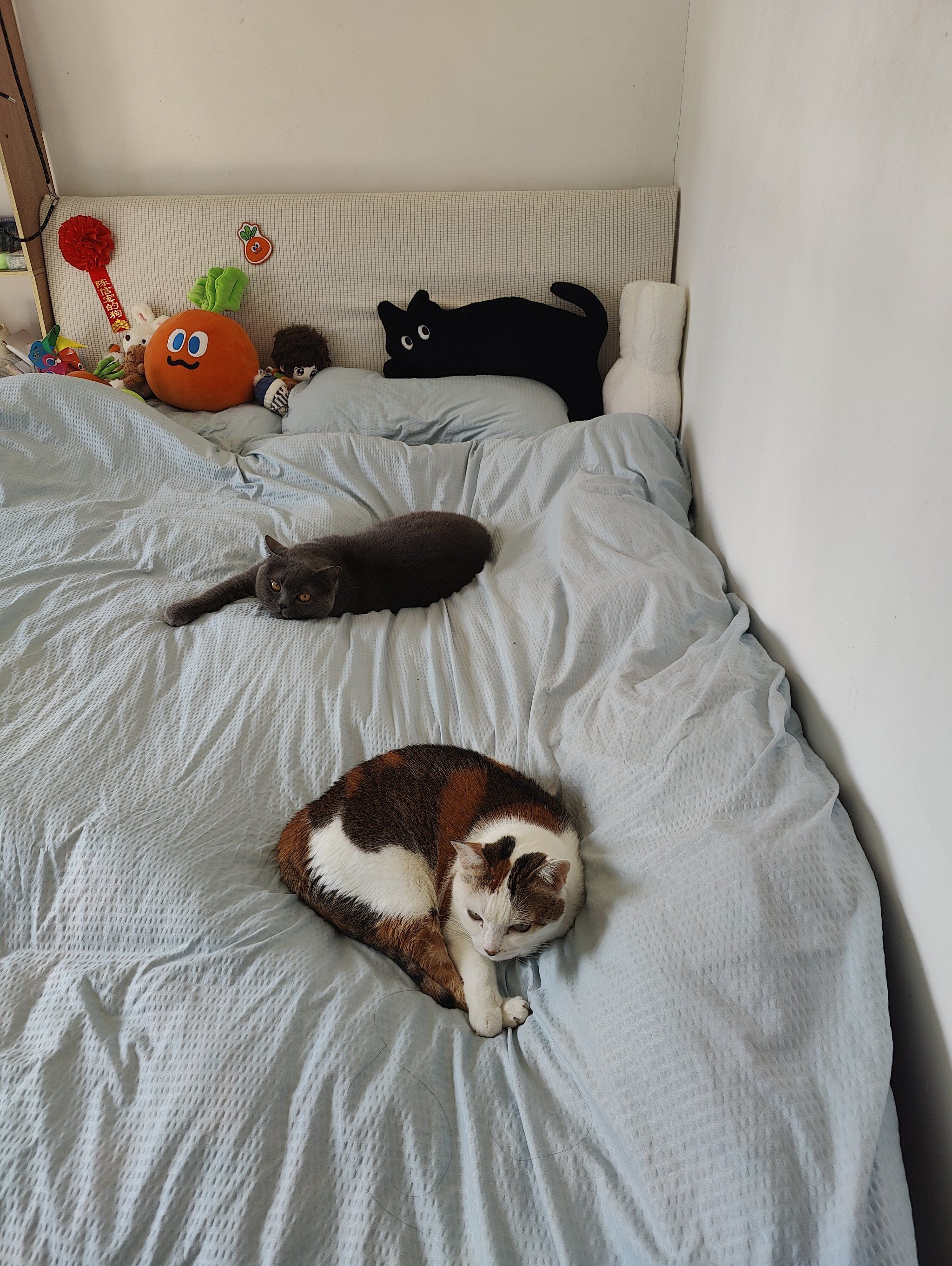 Two cats resting on a bed in a cozy room