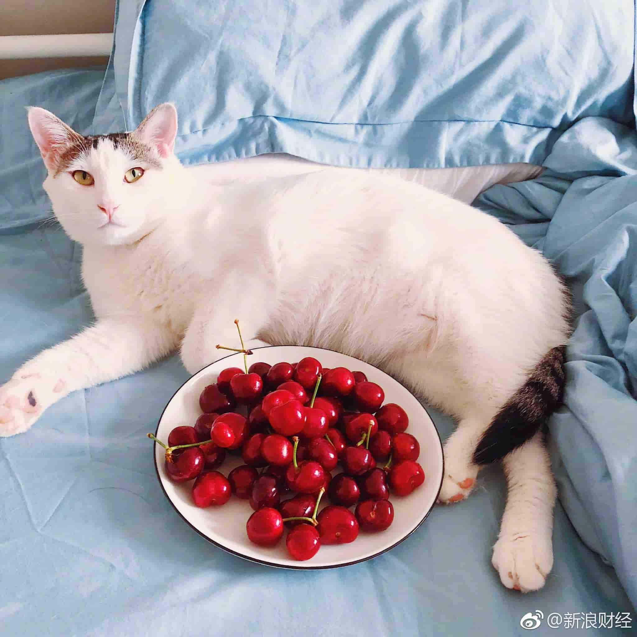 White indoor cat curiously approaching a bowl of cherries on an apartment coffee table