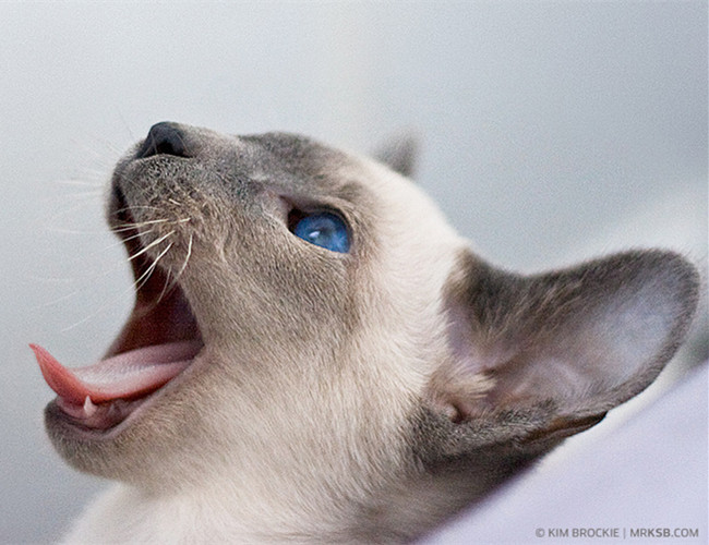 A Siamese cat yawning